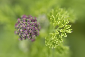 Common fumitory (Fumaria officinalis) single flower bud in summer, England, United Kingdom