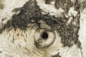 Silver birch tree (Betula pendula) close up of a hole in the bark of the trunk thats looks like an