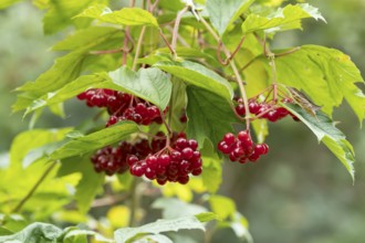 Guelder rose (Viburnum opulus) tree red berries in summer, England, United Kingdom