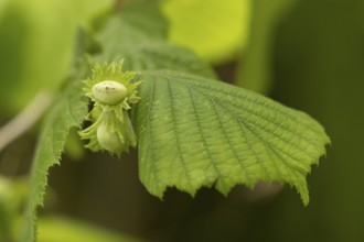 Hazel (Corylus avellana) tree nuts on a branch in summer, England, United Kingdom
