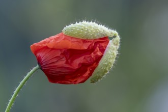 Common field poppy (Papaver rhoeas) single red flower bud in summer, England, United Kingdom