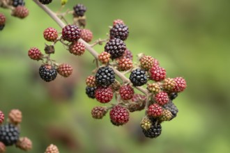 Bramble or Blackberry bush (Rubus fruticosus) blackberries fruit on a plant branch in summer,