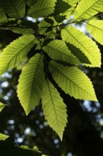 Sweet chestnut (Castanea sativa) tree leaves backlit in summer, England, United Kingdom