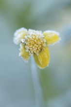 Corn marigold (Glebionis segetum) single flower covered in frost in winter, England, United Kingdom