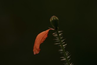 Common field poppy (Papaver rhoeas) single red petal on a flower stalk in summer, England, United