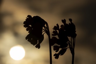 Cowslip (Primula veris) silhouette of two flowers at sunrise in spring, England, United Kingdom
