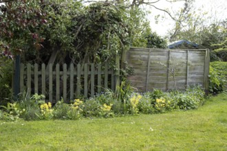 Garden border with Cowslip and Forget-me-not flowers in spring, England, United Kingdom