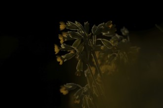 Cowslip (Primula veris) flowers backlit in spring, England, United Kingdom