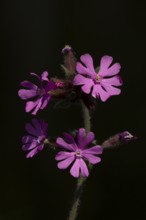Red campion (Silene dioica) flowers backlit in spring, England, United Kingdom