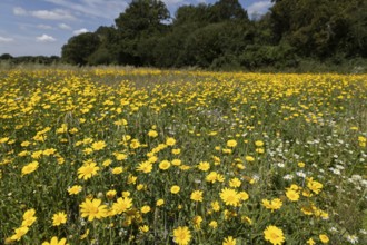 Corn marigold (Glebionis segetum) wildflower border in a field next to a woodland hedgerow in