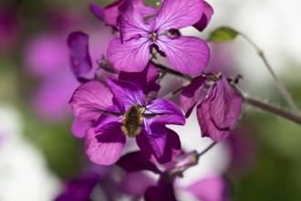 Bee fly (Bombylius major) adult insect in flight feeding on a purple Honesty flower in spring,