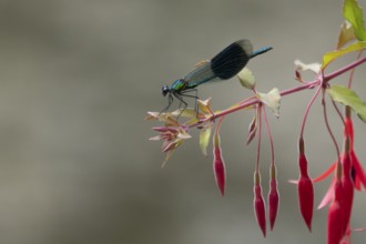 Banded demoiselle damselfly (Calopteryx splendens) adult male insect resting on a garden fuchsia
