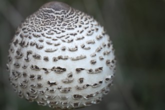 Parasol mushroom (Macrolepiota procera) single fungi in autumn, England, United Kingdom