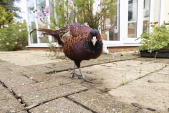 Common pheasant (Phasianus colchicus) adult male game bird on a garden patio in summer, England,