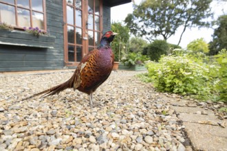 Common pheasant (Phasianus colchicus) adult male game bird on a garden path with a shed in the