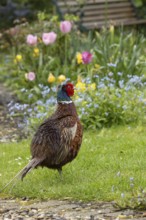 Common pheasant (Phasianus colchicus) adult male game bird in a garden in spring, England, United