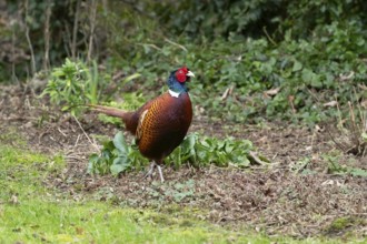Common pheasant (Phasianus colchicus) adult male game bird in a garden in winter, England, United