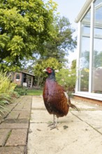 Common pheasant (Phasianus colchicus) adult male game bird on a garden patio in summer, England,
