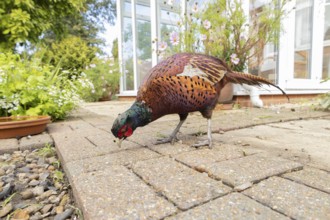 Common pheasant (Phasianus colchicus) adult male game bird feeding on a garden patio in summer,