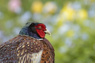 Common pheasant (Phasianus colchicus) adult male game bird sleeping in a garden in summer, England,