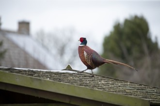 Common pheasant (Phasianus colchicus) adult male game bird walking on a garden shed roof, England,