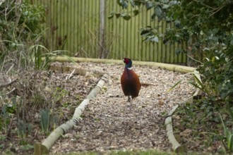 Common pheasant (Phasianus colchicus) adult male game bird walking on a garden shingle path,
