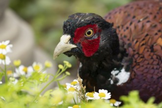Common pheasant (Phasianus colchicus) adult male game bird amongst garden daisy flowers, England,