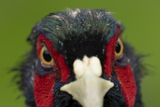 Common pheasant (Phasianus colchicus) adult male game bird head portrait, England, United Kingdom