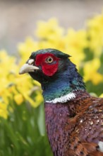 Common pheasant (Phasianus colchicus) adult male game bird head portrait, England, United Kingdom