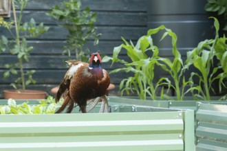 Common pheasant (Phasianus colchicus) adult male game bird on a garden vegetable raised bed in
