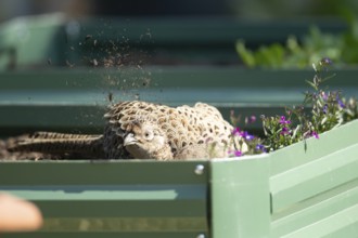 Common pheasant (Phasianus colchicus) adult female game bird dust bathing on a garden raised bed,