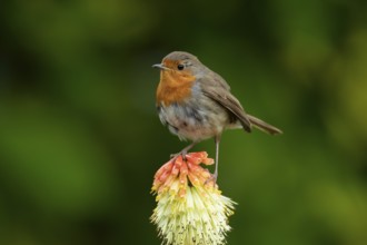 European robin (Erithacus rubecula) adult garden bird perching on a Red hot poker flower in summer,