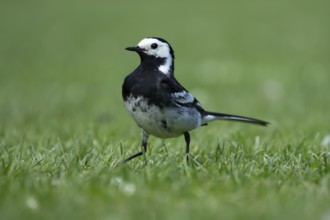 Pied wagtail (Motacilla alba) adult bird on a garden grass lawn in summer, England, United Kingdom