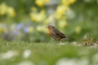 European robin (Erithacus rubecula) adult garden bird collecting nest material in its beak in