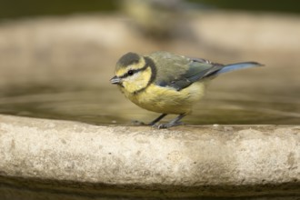 Blue tit (Cyanistes caeruleus) adult garden bird on a bird bath in summer, England, United Kingdom