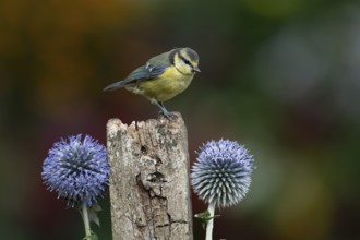 Blue tit (Cyanistes caeruleus) adult garden bird on a wooden post in summer, England, United
