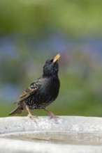 European starling (Sturnus vulgaris) adult garden bird drinking water from a bird bath in spring,