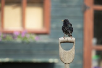European starling (Sturnus vulgaris) adult garden bird on a fork handle in front of a shed,