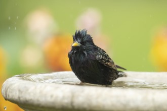 European starling (Sturnus vulgaris) adult garden bird bathing in a bird bath in spring, England,