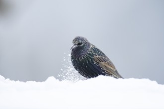 European starling (Sturnus vulgaris) adult garden bird on snow in winter, England, United Kingdom