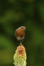 European robin (Erithacus rubecula) adult garden bird perching on a Red hot poker flower in summer,