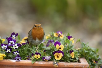 European robin (Erithacus rubecula) adult garden bird on a plant pot with Pansy or Viola flowers in
