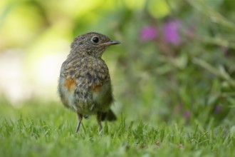 European robin (Erithacus rubecula) juvenile baby garden bird on a grass lawn in summer, England,