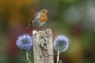 European robin (Erithacus rubecula) adult garden bird perching on a post in summer, England, United
