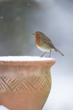 European robin (Erithacus rubecula) adult garden bird on snow covered flower pot in winter,