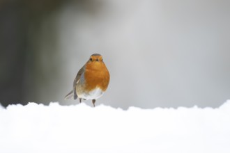 European robin (Erithacus rubecula) adult garden bird on snow in winter, England, United Kingdom