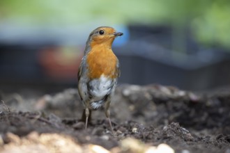 European robin (Erithacus rubecula) adult garden bird collecting grubs for food in summer, England,