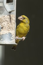 Eurasian greenfinch (Chloris chloris) adult male garden bird feeding on sunflower seed hearts from