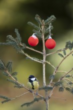 Great tit (Parus major) adult garden bird on a Christmas spruce tree in winter, England, United