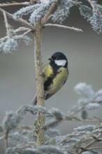 Great tit (Parus major) adult garden bird on a frost covered Christmas spruce tree in winter,